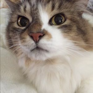 Meet your Posher, Addie